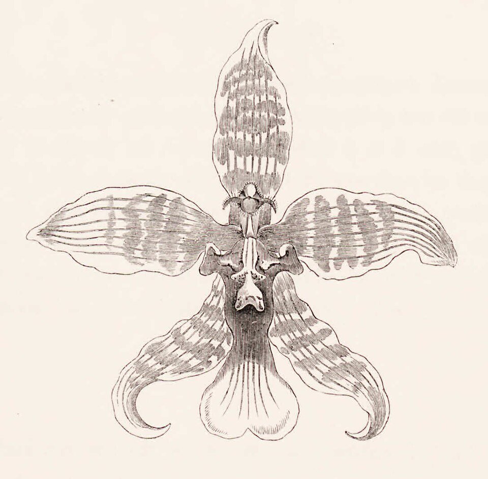 Rossioglossum insleayi orchidee met gele en roze bloemen en groen blad.