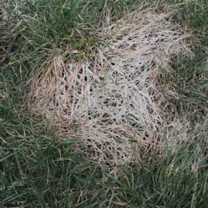 Close-up van witte sneeuwschimmel op plantbladeren met zwarte vlekken en sporen.