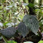Monophyllorchis