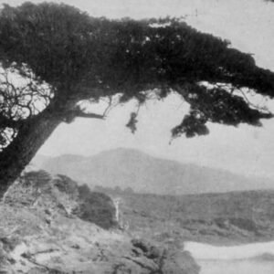 Hesperocyparis macrocarpa boom in schaduwrijke omgeving.