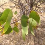 Mopane houten lepel met unieke nerfpatronen en warme kleurtinten.