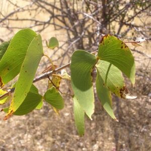 Mopane houten lepel met unieke nerfpatronen en warme kleurtinten.