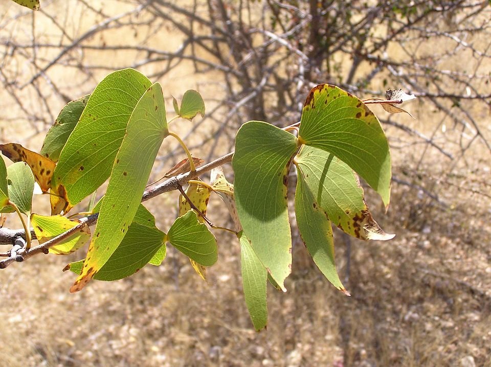 Mopane houten lepel met unieke nerfpatronen en warme kleurtinten.