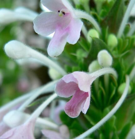 Morina longifolia plant met witte bloemen en groene bladeren.