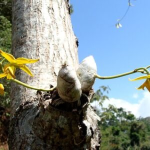 Mormodes lineata orchidee met gele bloemen en groene bladeren.
