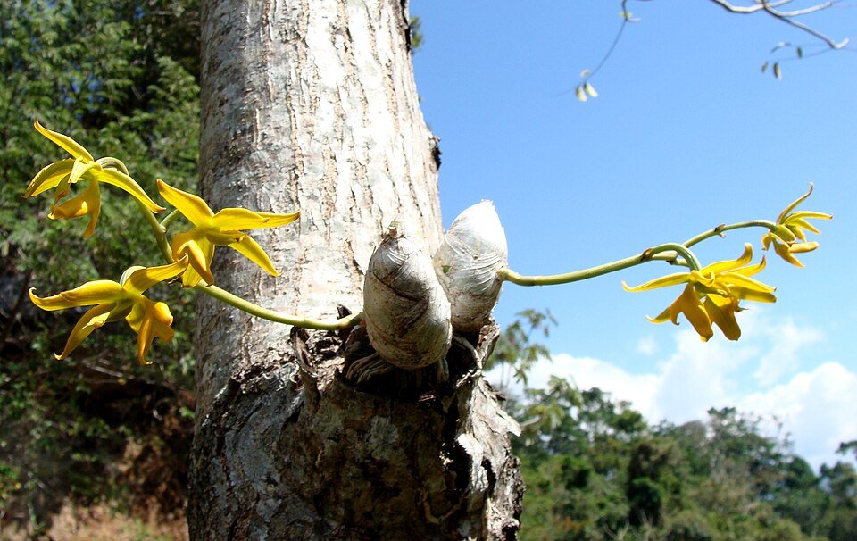 Mormodes lineata orchidee met gele bloemen en groene bladeren.