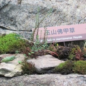 Sedum morrisonense plant met sappige groene bladeren en kleine roze bloemen.