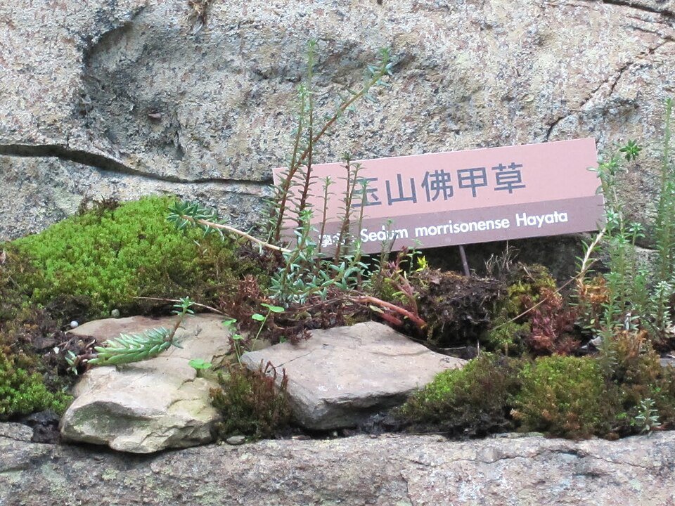 Sedum morrisonense plant met sappige groene bladeren en kleine roze bloemen.