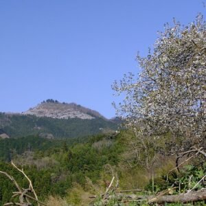 Berglandschap met kersenbloesems in Japanse stijl.