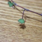 Muehlenbeckia astonii plant op kleigrond.