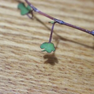 Muehlenbeckia astonii plant op kleigrond.