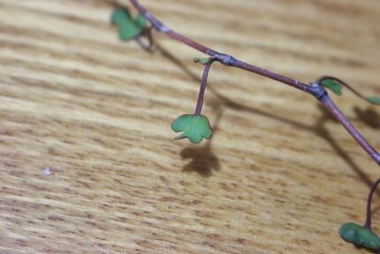 Muehlenbeckia astonii plant op kleigrond.