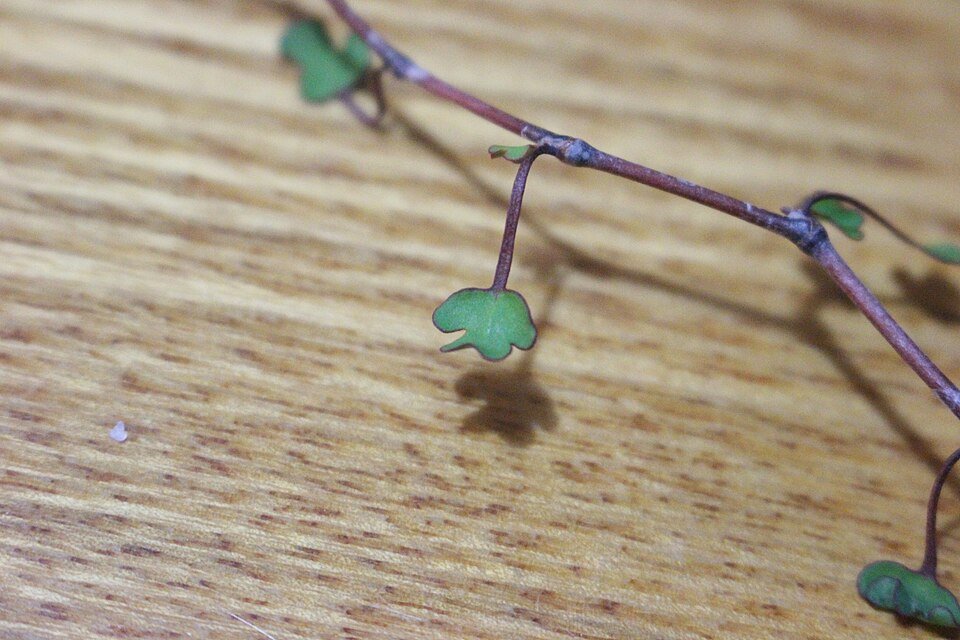 Muehlenbeckia astonii plant op kleigrond.