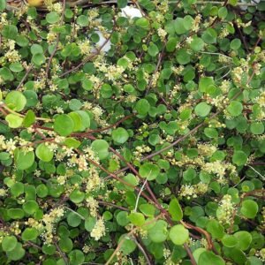 Muehlenbeckia complexa plant met delicate groene bladeren en dunne stelen.