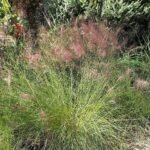 Muhlenbergia capillaris met roze pluimen in natuurlijke setting.