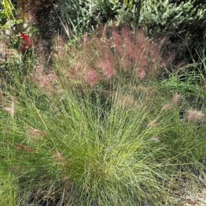 Muhlenbergia capillaris met roze pluimen in natuurlijke setting.