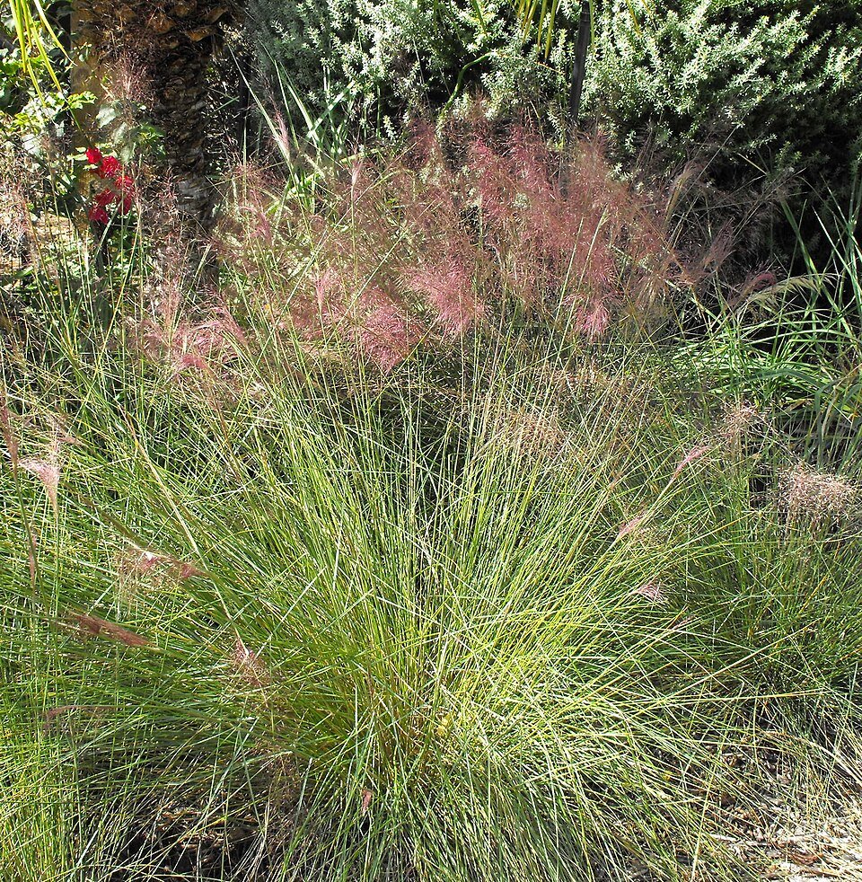 Muhlenbergia capillaris met roze pluimen in natuurlijke setting.