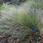 Muhlenbergia rigens siergras met zachtroze pluimen in Leaning Pine Arboretum.