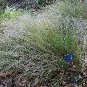 Muhlenbergia rigens siergras met zachtroze pluimen in Leaning Pine Arboretum.