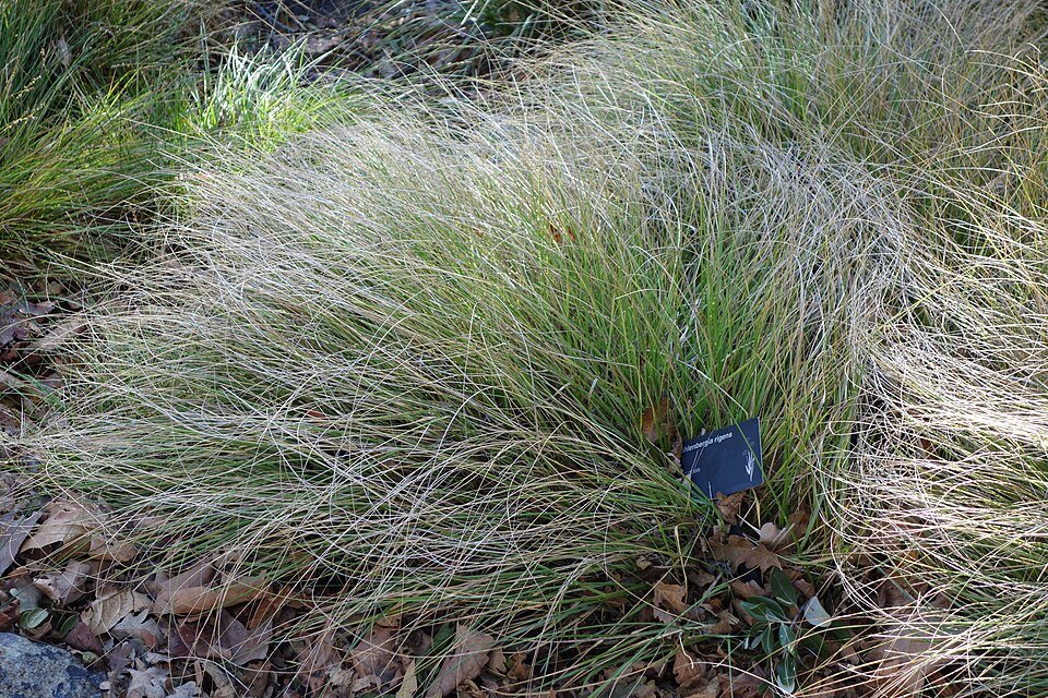 Muhlenbergia rigens siergras met zachtroze pluimen in Leaning Pine Arboretum.