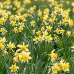 Close-up van winterharde wilde narcis bloem in schaduwrijke omgeving.