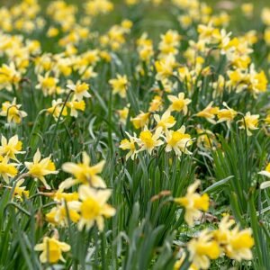 Close-up van winterharde wilde narcis bloem in schaduwrijke omgeving.