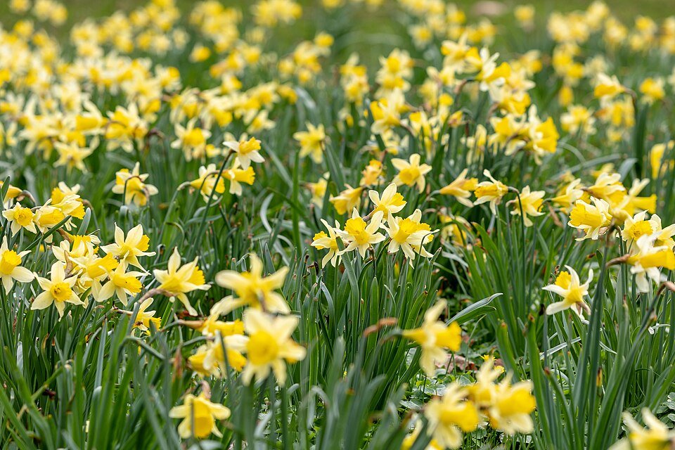 Close-up van winterharde wilde narcis bloem in schaduwrijke omgeving.