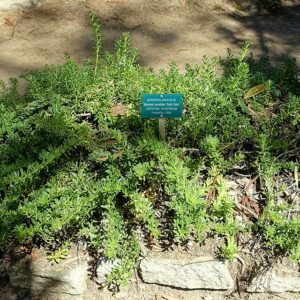 Bloeiende Myoporum parvifolium plant in botanische tuin - University of California.