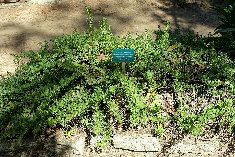 Bloeiende Myoporum parvifolium plant in botanische tuin - University of California.
