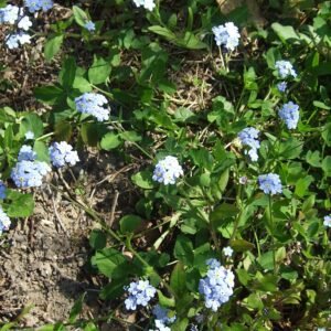 Bloeiend bosvergeet-mij-nietje (Myosotis sylvatica) in schaduwrijke omgeving.