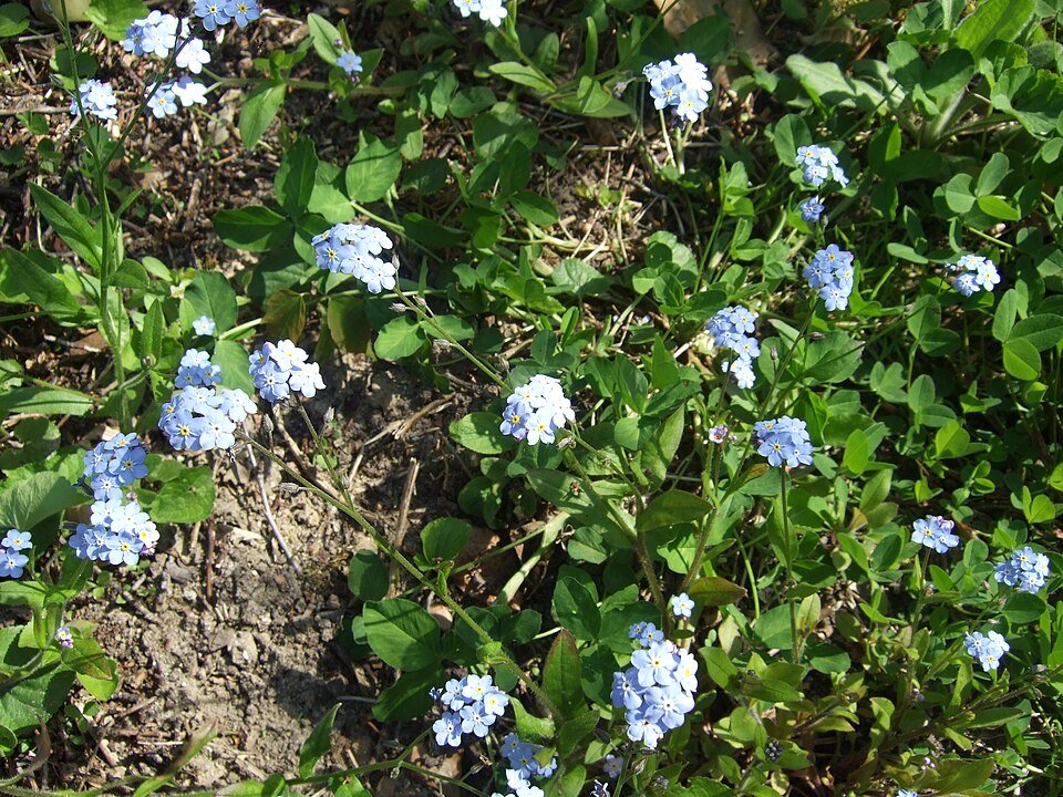 Bloeiend bosvergeet-mij-nietje (Myosotis sylvatica) in schaduwrijke omgeving.