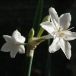 Narcissus broussonetii bloeiende gele lentebloem met smalle bloembladeren.