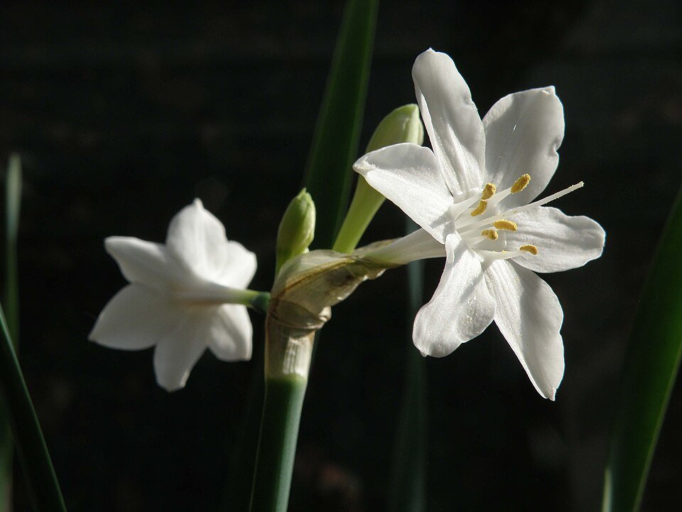 Narcissus broussonetii bloeiende gele lentebloem met smalle bloembladeren.