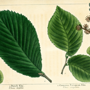 Ulmus glabra 'Latifolia' boom met brede bladeren en ruwe schors.