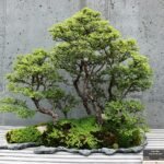 Bonsai boom met kleine groene bladeren in elegante pot.