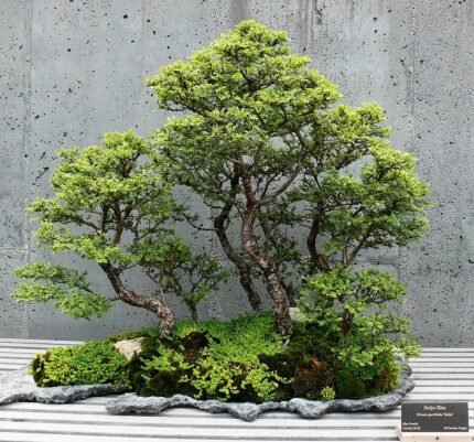 Bonsai boom met kleine groene bladeren in elegante pot.