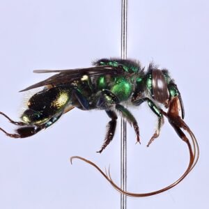 Male Euglossa imperialis orchid bee with bright yellow and green stripes on body and shiny wings.