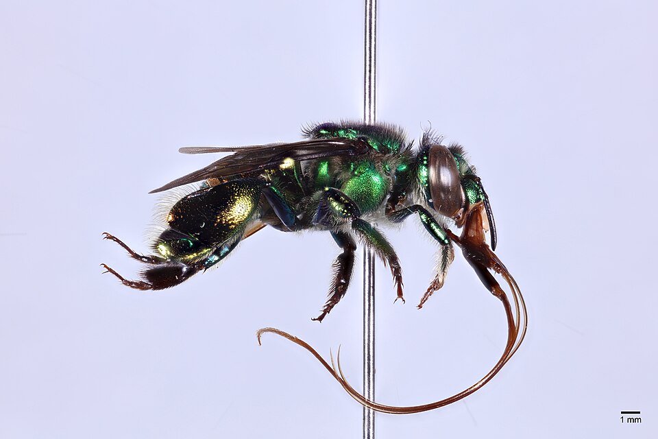 Male Euglossa imperialis orchid bee with bright yellow and green stripes on body and shiny wings.