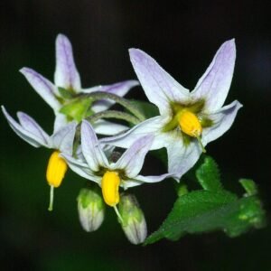 Solanum xanti plant met paarse nachtschadebloemen en groene bladeren in een tuinsetting.