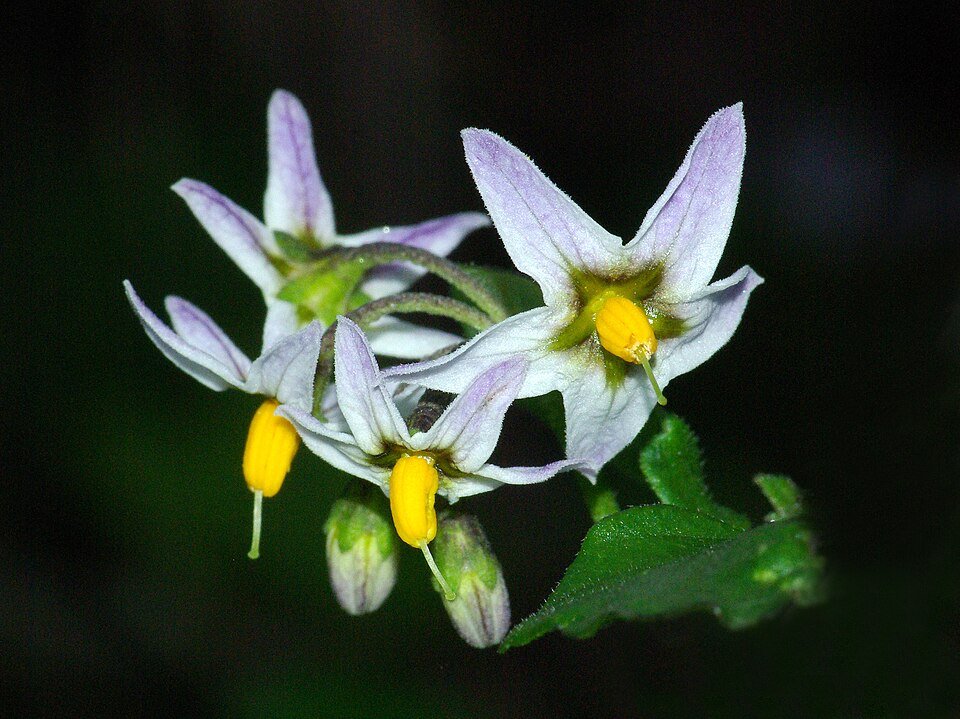 Solanum xanti plant met paarse nachtschadebloemen en groene bladeren in een tuinsetting.