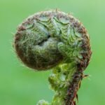 Winterharde naaldfaren Polystichum setiferum op kalkrijke grond in schaduw.