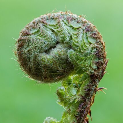 Winterharde naaldfaren Polystichum setiferum op kalkrijke grond in schaduw.