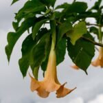 Brugmansia candida plant met witte bloemen en groene bladeren.