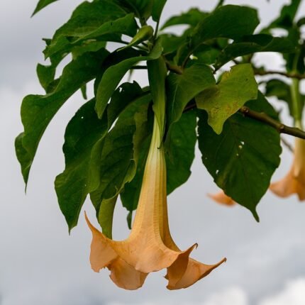 Brugmansia candida plant met witte bloemen en groene bladeren.
