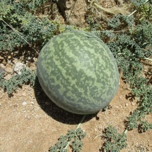 Rijpe Tsamma-meloen op zanderige ondergrond in Namib-woestijn.