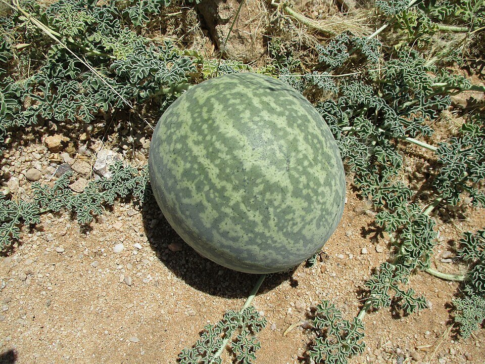 Rijpe Tsamma-meloen op zanderige ondergrond in Namib-woestijn.
