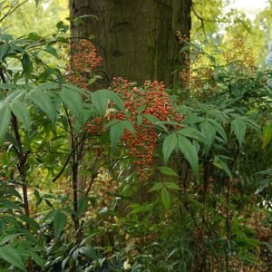 Rode bessen en groene bladeren van de Nandina plant.
