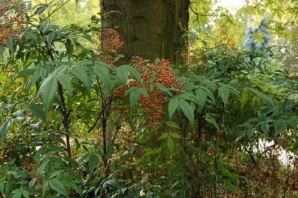 Rode bessen en groene bladeren van de Nandina plant.
