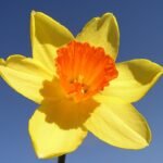 Narcisbloem met cyclamineus kenmerken en gele bloemblaadjes.