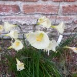 Close-up van een gele hoepelroknarcis bloem in volle bloei.